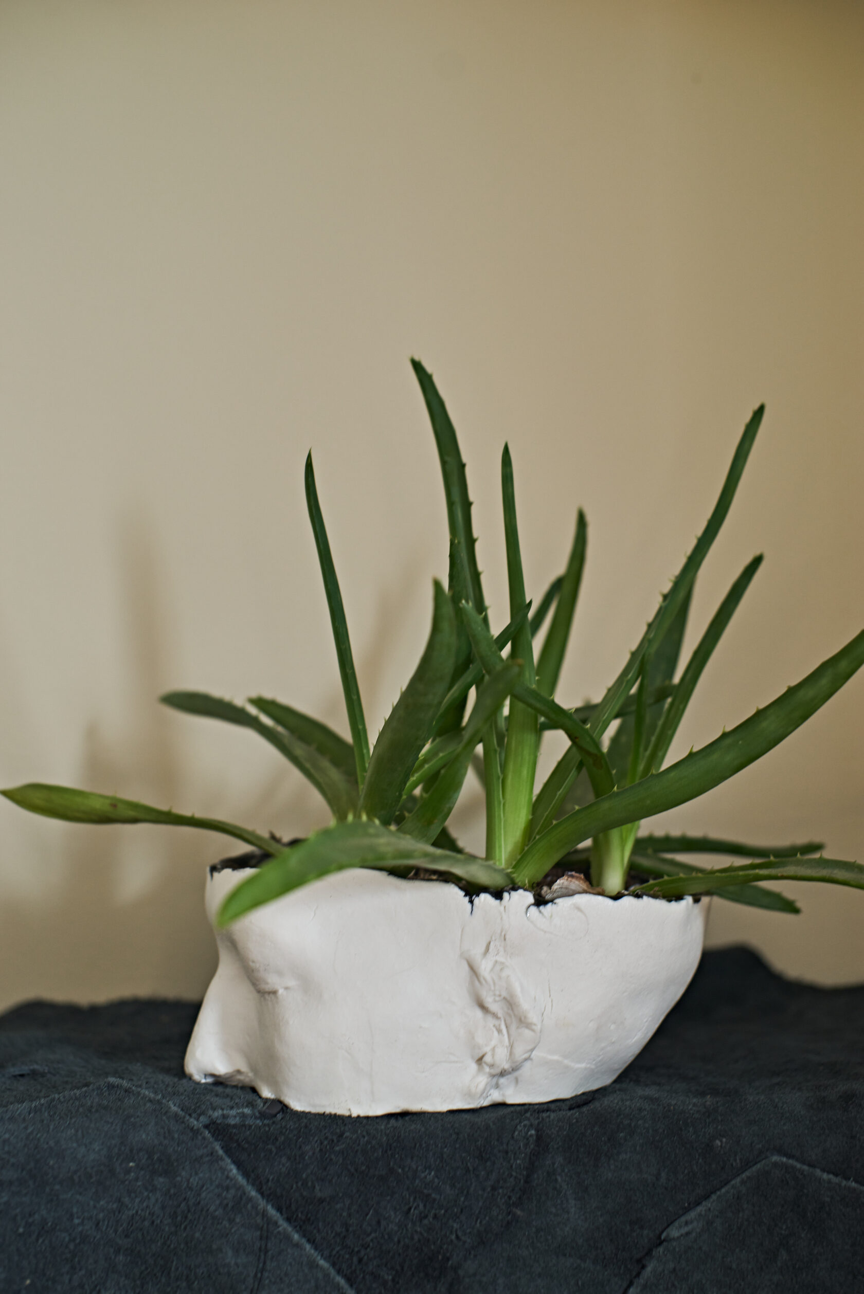 Face Small // flowerpot // fsfaw-oo1