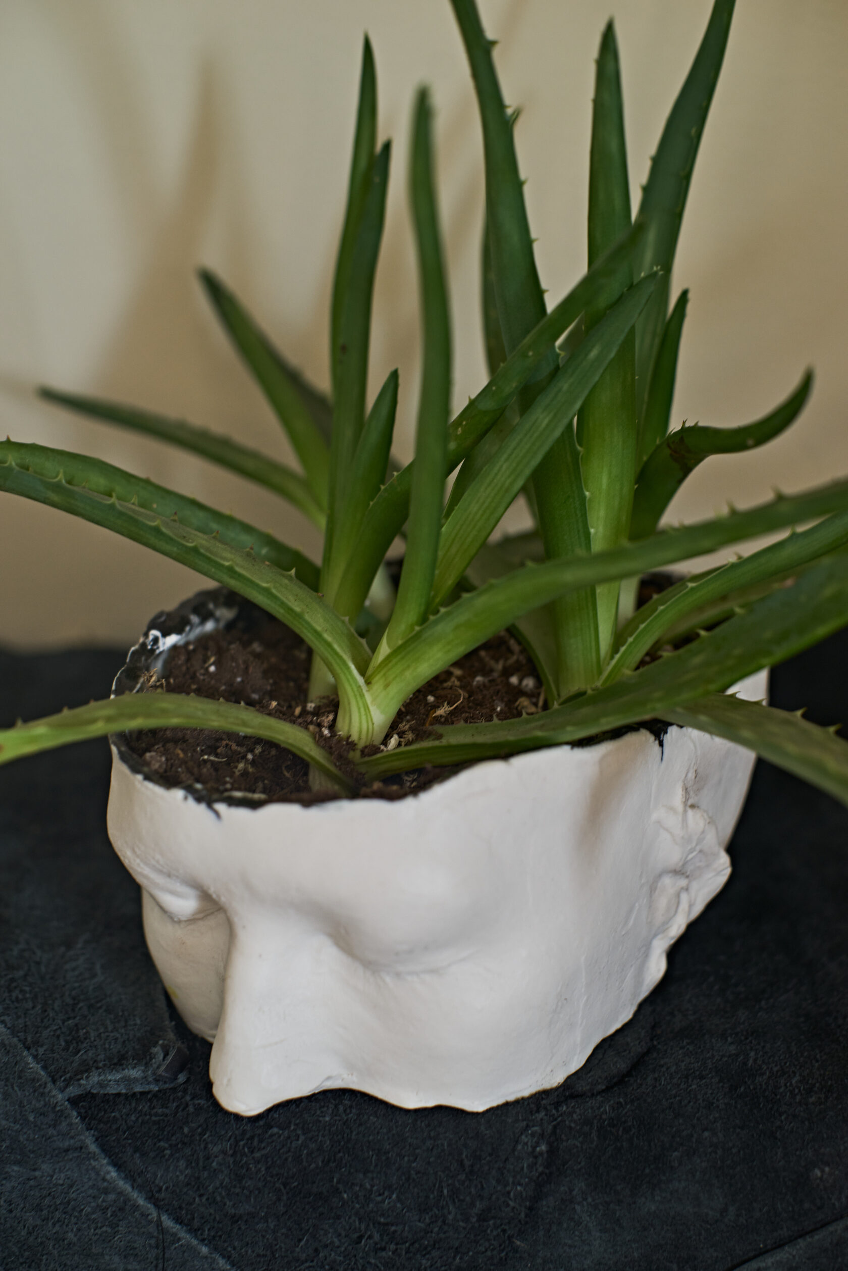Face Small // flowerpot // fsfaw-oo1
