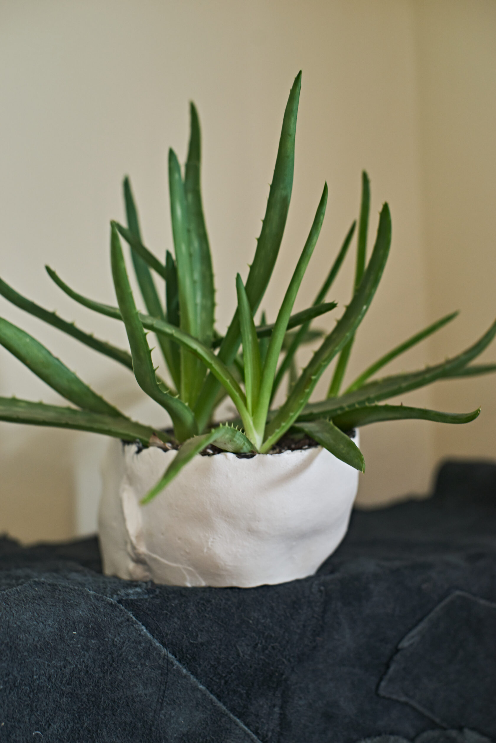 Face Small // flowerpot // fsfaw-oo1